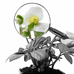 Lupe mit Blick auf Pflanze im Comic-Style